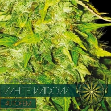 White Widow cannabis plants in bloom, grown from Automatic seeds – ideal for home cultivation from Vision Seeds