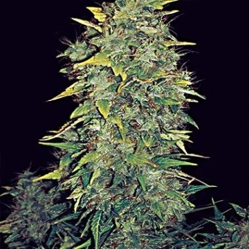 White Widow Auto cannabis plants in bloom, grown from Automatic seeds – ideal for home cultivation from Vision Seeds