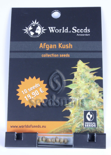 Afghan Kush cannabis plants in bloom, grown from Regular seeds – ideal for home cultivation from World of Seeds