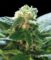 Colombian Gold cannabis plants in bloom, grown from Regular seeds – ideal for home cultivation from World of Seeds
