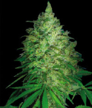 South Africa Kwazulu cannabis plants in bloom, grown from Regular seeds – ideal for home cultivation from World of Seeds