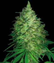 South Africa Kwazulu cannabis plants in bloom, grown from Regular seeds – ideal for home cultivation from World of Seeds