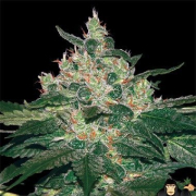 World of Seeds Afghan Kush Feminized