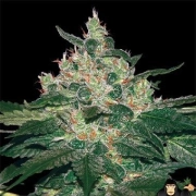 Afghan Kush cannabis plants in bloom, grown from Feminized seeds – ideal for home cultivation from World of Seeds