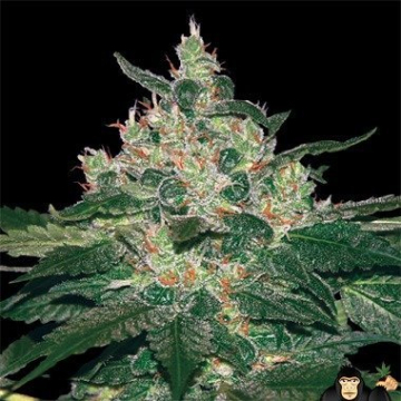 World of Seeds Afghan Kush Feminized