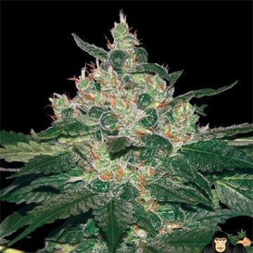 Afghan Kush cannabis plants in bloom, grown from Feminized seeds – ideal for home cultivation from World of Seeds