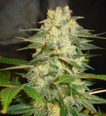 Afghan Kush Ryder cannabis plants in bloom, grown from Automatic seeds – ideal for home cultivation from World of Seeds