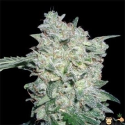Afghan Kush Special cannabis plants in bloom, grown from Feminized seeds – ideal for home cultivation from World of Seeds
