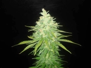 Afghan Kush x Black Domina cannabis plants in bloom, grown from Feminized seeds – ideal for home cultivation from World of Seeds