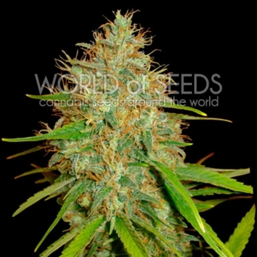 Afghan Kush x Skunk cannabis plants in bloom, grown from Feminized seeds – ideal for home cultivation from World of Seeds