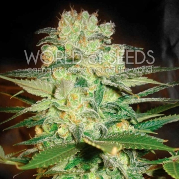 Afghan Kush x White Widow cannabis plants in bloom, grown from Feminized seeds – ideal for home cultivation from World of Seeds