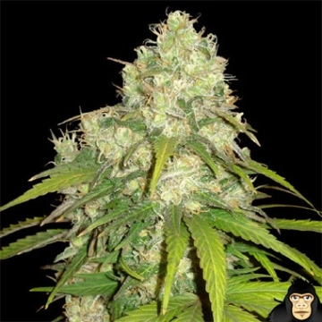 Afghan Kush x Yumbolt cannabis plants in bloom, grown from Feminized seeds – ideal for home cultivation from World of Seeds