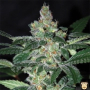 Amnesia cannabis plants in bloom, grown from Feminized seeds – ideal for home cultivation from World of Seeds