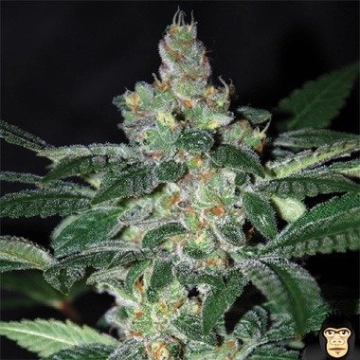 Amnesia cannabis plants in bloom, grown from Feminized seeds – ideal for home cultivation from World of Seeds
