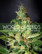 Chronic Haze cannabis plants in bloom, grown from Feminized seeds – ideal for home cultivation from World of Seeds