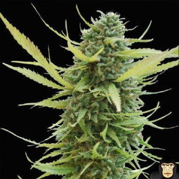 World of  Columbian Gold cannabis plants in bloom, grown from Feminised seeds – ideal for home cultivation from World of Seeds