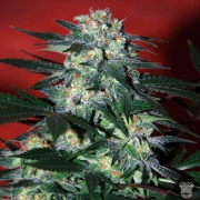 Delirium cannabis plants in bloom, grown from Feminised seeds – ideal for home cultivation from World of Seeds