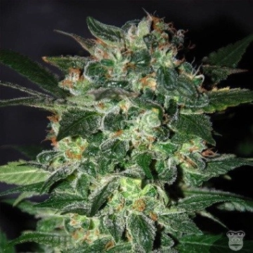 Domina Star cannabis plants in bloom, grown from Feminized seeds – ideal for home cultivation from World of Seeds