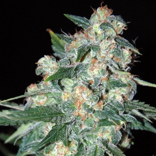 Ketama – World of Seeds – Feminized