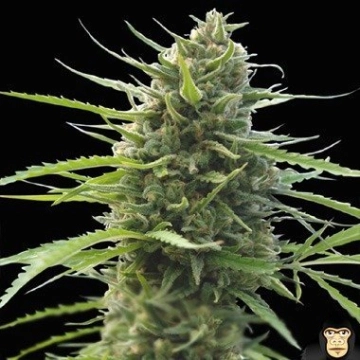 Kilimanjaro cannabis plants in bloom, grown from Feminized seeds – ideal for home cultivation from World of Seeds