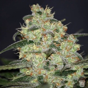 Madness cannabis plants in bloom, grown from Feminized seeds – ideal for home cultivation from World of Seeds