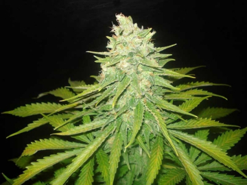 Mazar x Great White Shark cannabis plants in bloom, grown from Feminised seeds – ideal for home cultivation from World of Seeds