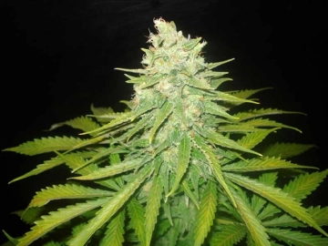 Mazar x Great White Shark cannabis plants in bloom, grown from Feminized seeds – ideal for home cultivation from World of Seeds