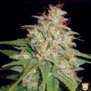 Mazar x White Rhino cannabis plants in bloom, grown from Feminized seeds – ideal for home cultivation from World of Seeds