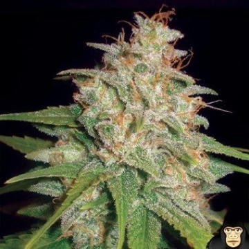 Mazar x White Rhino cannabis plants in bloom, grown from Feminized seeds – ideal for home cultivation from World of Seeds
