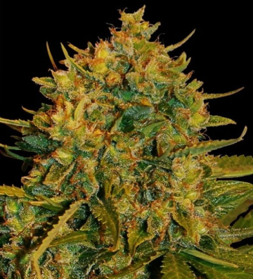 Northern Light x Big Bud cannabis plants in bloom, grown from Feminised seeds – ideal for home cultivation from World of Seeds