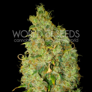 Northern Light x Skunk cannabis plants in bloom, grown from Feminised seeds – ideal for home cultivation from World of Seeds