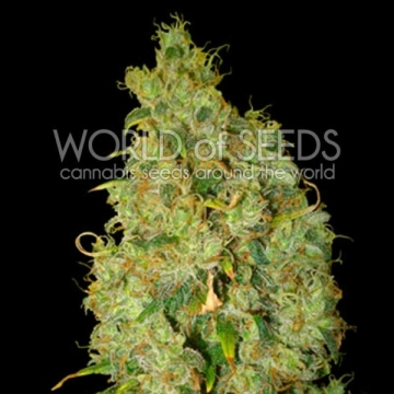 Northern Light x Skunk cannabis plants in bloom, grown from Feminized seeds – ideal for home cultivation from World of Seeds