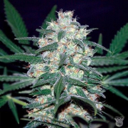 Pakistan Valley cannabis plants in bloom, grown from Feminised seeds – ideal for home cultivation from World of Seeds