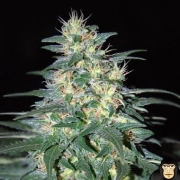 South African Kwazulu cannabis plants in bloom, grown from Feminized seeds – ideal for home cultivation from World of Seeds