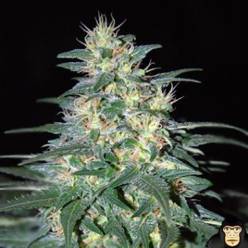 South African Kwazulu cannabis plants in bloom, grown from Feminised seeds – ideal for home cultivation from World of Seeds