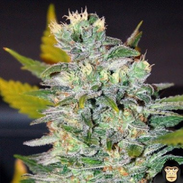 World of  Space cannabis plants in bloom, grown from Feminised seeds – ideal for home cultivation from World of Seeds