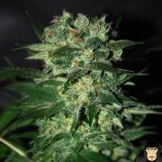 Stoned Inmaculate cannabis plants in bloom, grown from Feminized seeds – ideal for home cultivation from World of Seeds