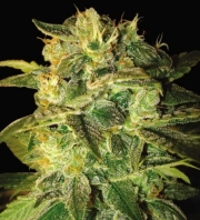 Sugar Mango Ryder cannabis plants in bloom, grown from Automatic seeds – ideal for home cultivation from World of Seeds
