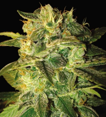 Sugar Mango Ryder cannabis plants in bloom, grown from Automatic seeds – ideal for home cultivation from World of Seeds