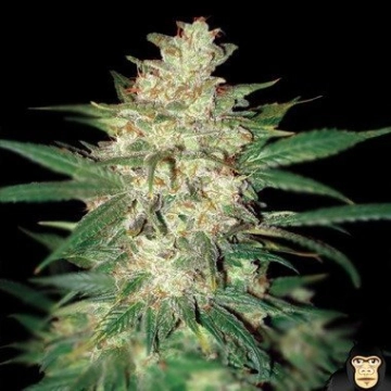 Sweet Coffee Ryder cannabis plants in bloom, grown from Feminized seeds – ideal for home cultivation from World of Seeds