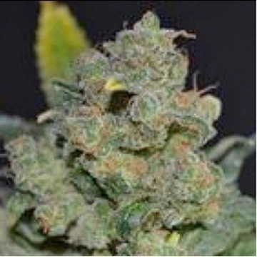 710 Auto Cheese cannabis plants in bloom, grown from Automatic seeds – ideal for home cultivation from z710 Genetics