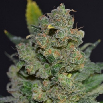 710 Cheese cannabis plants in bloom, grown from Feminised seeds – ideal for home cultivation from z710 Genetics