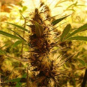 710 Diesel Auto cannabis plants in bloom, grown from Automatic seeds – ideal for home cultivation from z710 Genetics