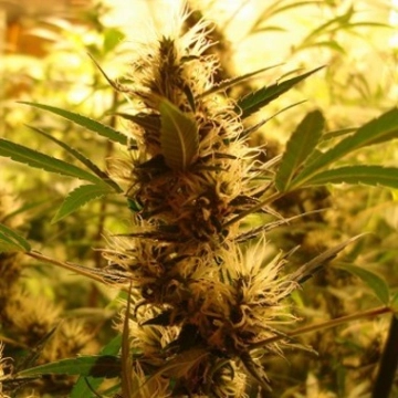 710 Diesel Auto cannabis plants in bloom, grown from Automatic seeds – ideal for home cultivation from z710 Genetics