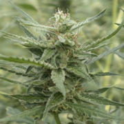AK107 Auto cannabis plants in bloom, grown from Automatic seeds – ideal for home cultivation from z710 Genetics