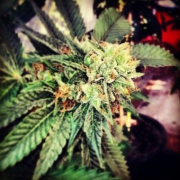 Berry OG Kush cannabis plants in bloom, grown from Feminised seeds – ideal for home cultivation from z710 Genetics