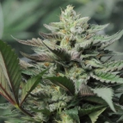 Dreamcatcher cannabis plants in bloom, grown from Feminized seeds – ideal for home cultivation from z710 Genetics