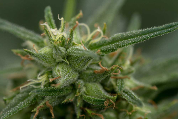 Fools Gold cannabis plants in bloom, grown from Feminised seeds – ideal for home cultivation from z710 Genetics