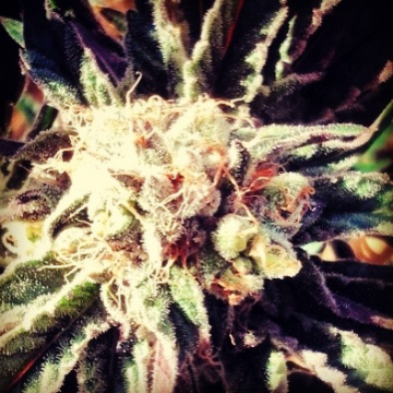 Fruity Widow cannabis plants in bloom, grown from Feminised seeds – ideal for home cultivation from z710 Genetics