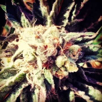 Fruity Widow cannabis plants in bloom, grown from Feminized seeds – ideal for home cultivation from z710 Genetics